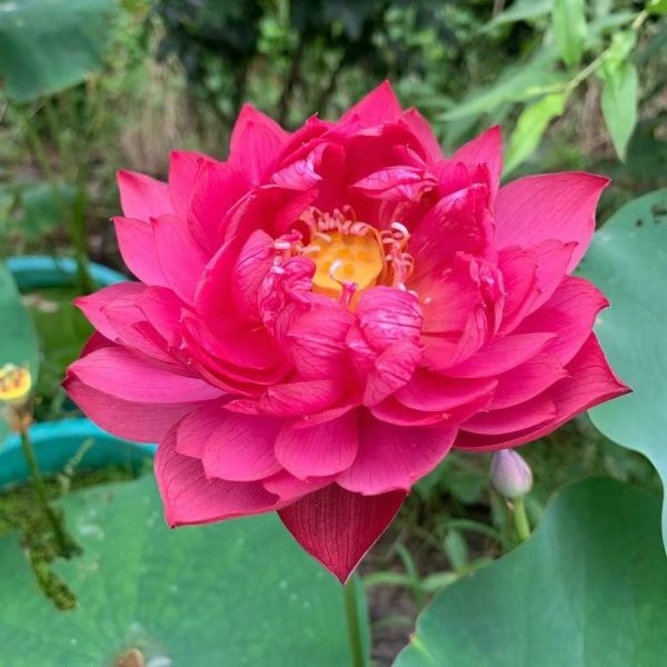 The Sacred Bonsai Bowl Lotus Flower